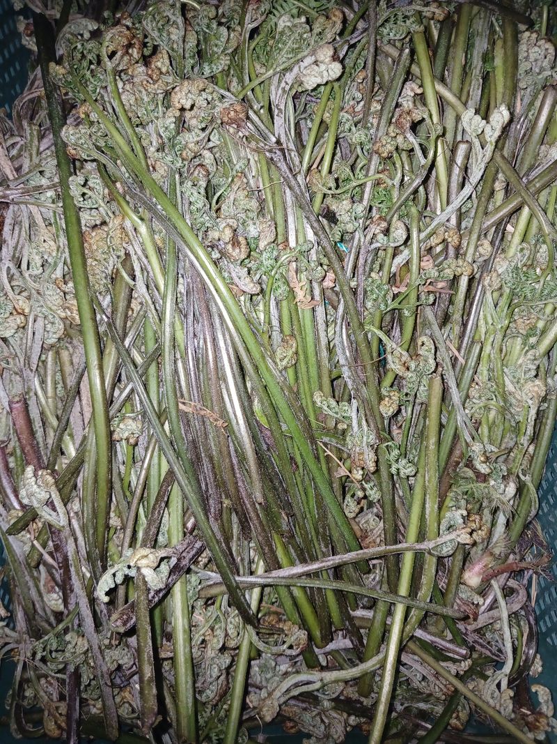 이은숙 님의 장터 판매 상품 [건고사리  100그람 ] 첨부 사진