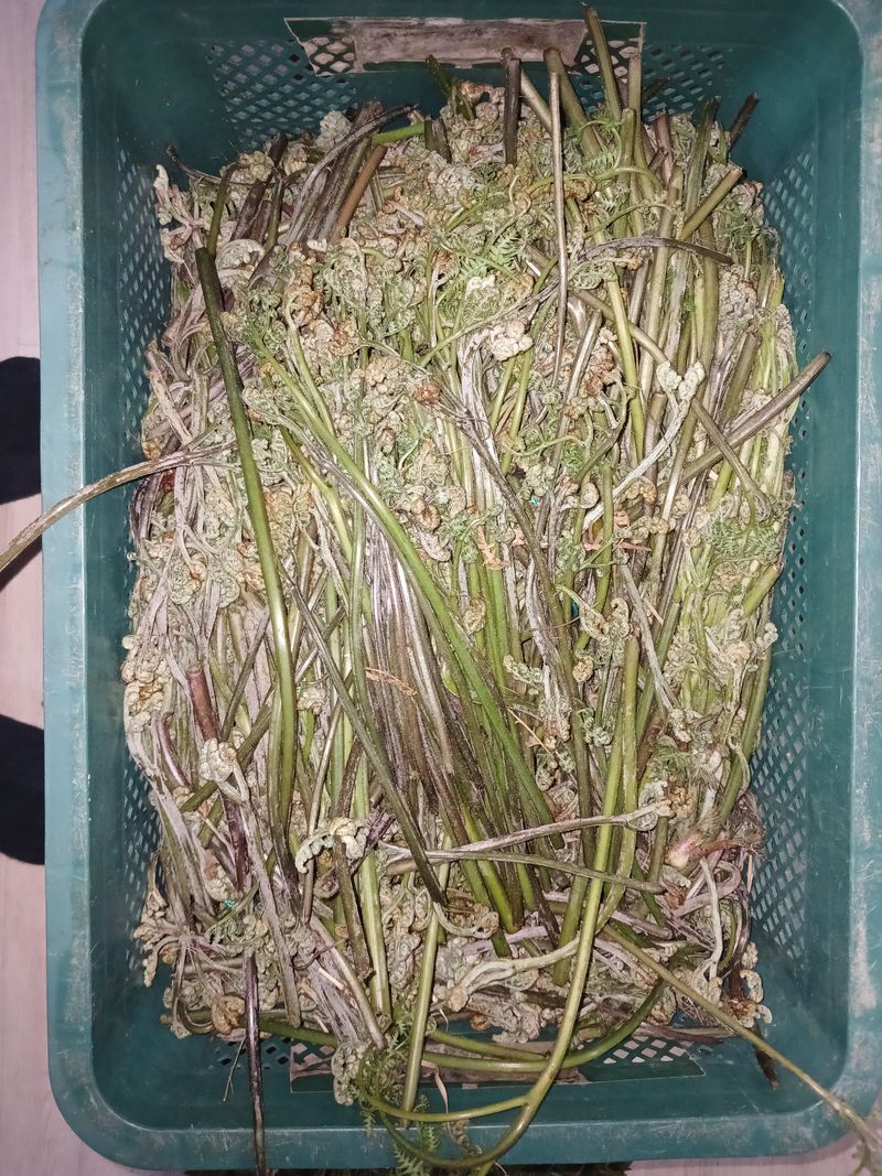 이은숙 님의 장터 판매 상품 [건고사리  100그람 ] 첨부 사진