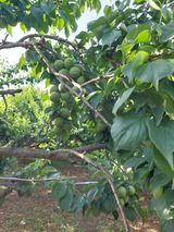 팜모닝 자유주제·자유게시판 게시글 이미지