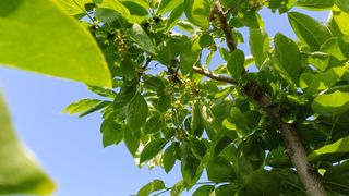 전성근님의 감 · 영농일지 작성글 사진