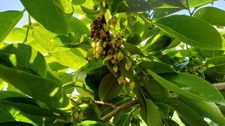 전성근님의 감 · 영농일지 작성글 사진