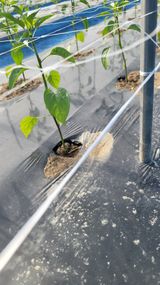 팜모닝 고추·영농일지 게시글 이미지