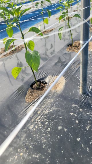 김성종님의 고추 · 영농일지 작성글 사진