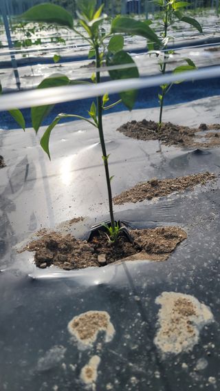 김성종님의 고추 · 영농일지 작성글 사진