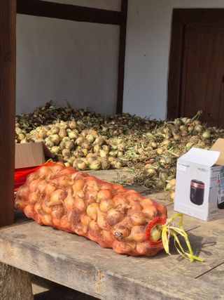 호박6819차남영님의 양파 · 영농일지 작성글 사진