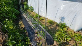 삼례텃밭지기님의 자유주제 · 자유게시판 작성글 사진