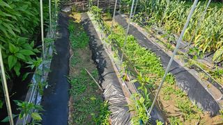 삼례텃밭지기님의 자유주제 · 자유게시판 작성글 사진