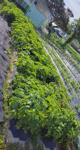 팜모닝 6월 농사계획🧑🏻‍🌾·참여글 게시글 이미지