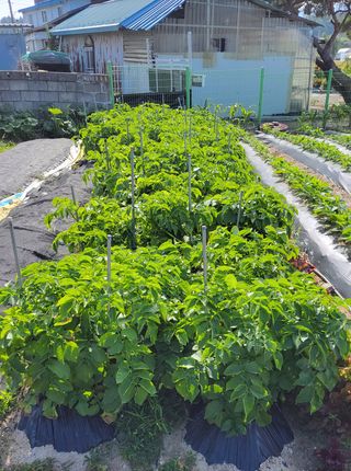 김중언님의 6월 농사계획🧑🏻‍🌾 · 참여글 작성글 사진