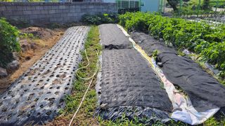 김중언님의 6월 농사계획🧑🏻‍🌾 · 참여글 작성글 사진