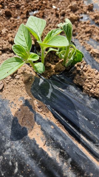 영이님의 농사, 무엇이든 물어보세요! · 참여글 작성글 사진