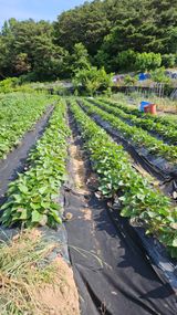 팜모닝 고구마·자유게시판 게시글 이미지