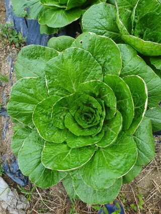 알바트로스k님의 배추 · 병해충상담 작성글 사진