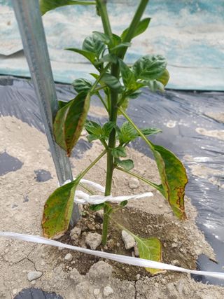 피켐님의 고추 · 병해충상담 작성글 사진