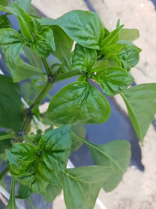 얼룩무늬님의 기타작물 · 병해충상담 작성글 사진