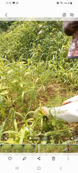 팜모닝 기타작물·병해충상담 게시글 이미지