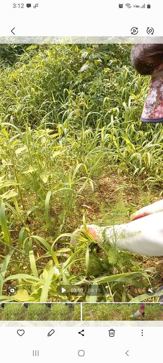 농린이님의 기타작물 · 병해충상담 작성글 사진