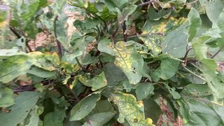 농린이님의 기타작물 · 병해충상담 작성글 사진