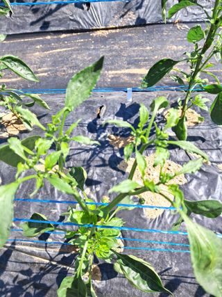 하루돌이님의 자유주제 · 자유게시판 작성글 사진