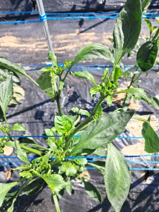 하루돌이님의 자유주제 · 자유게시판 작성글 사진