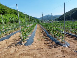 임재룡님의 고추 · 영농일지 작성글 사진