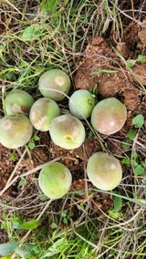 팜모닝 복숭아·병해충상담 게시글 이미지