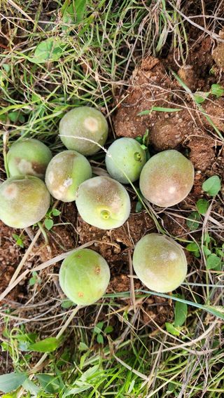 감자17742님의 복숭아 · 병해충상담 작성글 사진