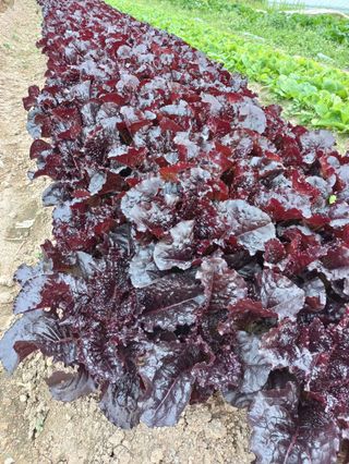 김광대님의 자유주제 · 건의해요 작성글 사진