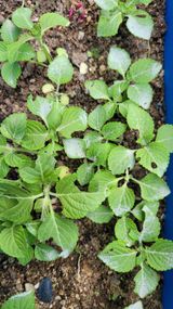 팜모닝 들깨·병해충상담 게시글 이미지