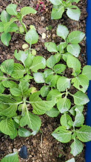 이재욱님의 들깨 · 병해충상담 작성글 사진