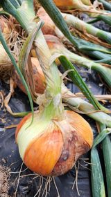 팜모닝 양파·영농일지 게시글 이미지