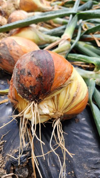 海山님의 양파 · 영농일지 작성글 사진