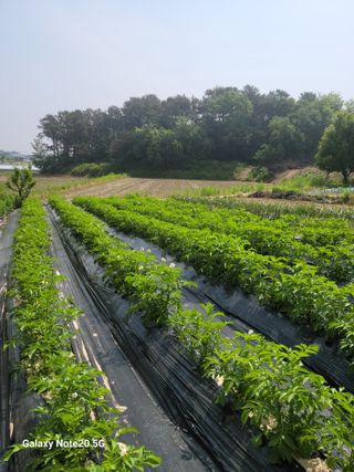 대파21743님의 6월 농사계획🧑🏻‍🌾 · 참여글 작성글 사진