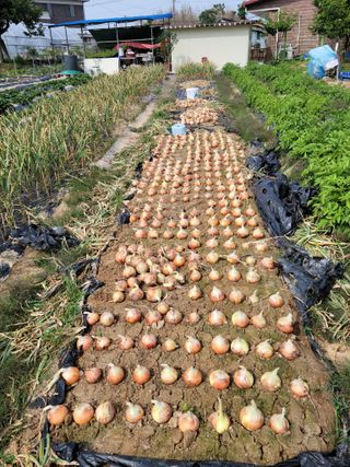 대파21743님의 6월 농사계획🧑🏻‍🌾 · 참여글 작성글 사진