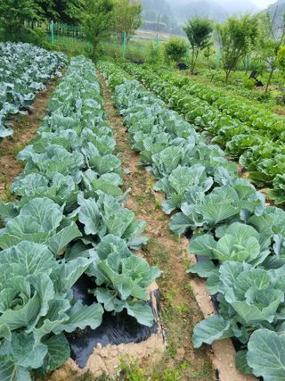 해뜰녁농장박양현님의 6월 농사계획🧑🏻‍🌾 · 참여글 작성글 사진
