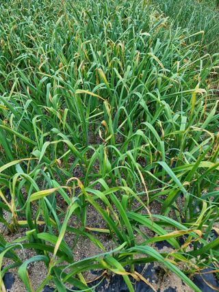 해뜰녁농장박양현님의 6월 농사계획🧑🏻‍🌾 · 참여글 작성글 사진