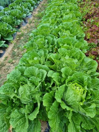 해뜰녁농장박양현님의 6월 농사계획🧑🏻‍🌾 · 참여글 작성글 사진