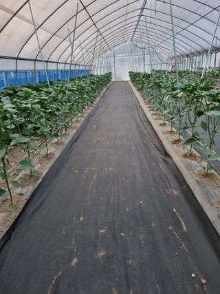 해뜰녁농장박양현님의 6월 농사계획🧑🏻‍🌾 · 참여글 작성글 사진