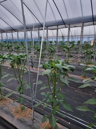 해뜰녁농장박양현님의 6월 농사계획🧑🏻‍🌾 · 참여글 작성글 사진