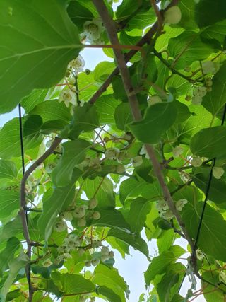 토종다래 7604님의 6월 농사계획🧑🏻‍🌾 · 참여글 작성글 사진
