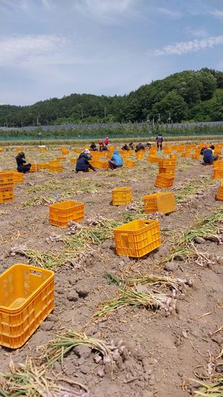 피롤땅지기님의 자유주제 · 자유게시판 작성글 사진