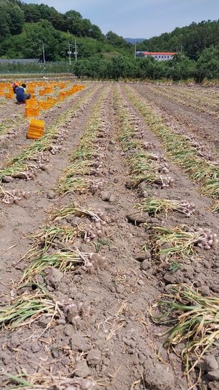 피롤땅지기님의 자유주제 · 자유게시판 작성글 사진