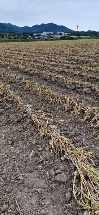 피롤땅지기님의 자유주제 · 자유게시판 작성글 사진