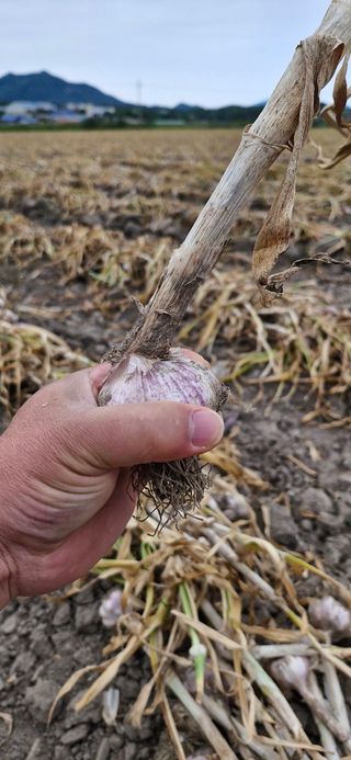 피롤땅지기님의 자유주제 · 자유게시판 작성글 사진