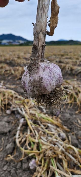 피롤땅지기님의 자유주제 · 자유게시판 작성글 사진
