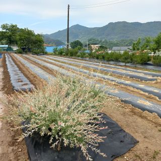 두두짱돌님의 6월 농사계획🧑🏻‍🌾 · 참여글 작성글 사진