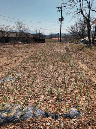 조낙용님의 6월 농사계획🧑🏻‍🌾 · 참여글 작성글 사진