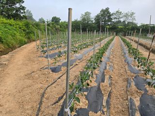 낙엽교목류1705님의 6월 농사계획🧑🏻‍🌾 · 참여글 작성글 사진
