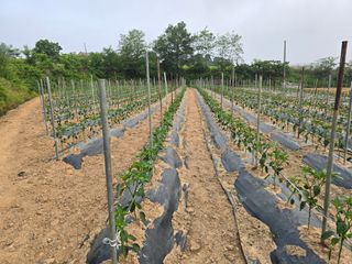 낙엽교목류1705님의 6월 농사계획🧑🏻‍🌾 · 참여글 작성글 사진