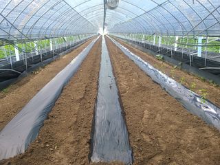 머위농장님의 6월 농사계획🧑🏻‍🌾 · 참여글 작성글 사진